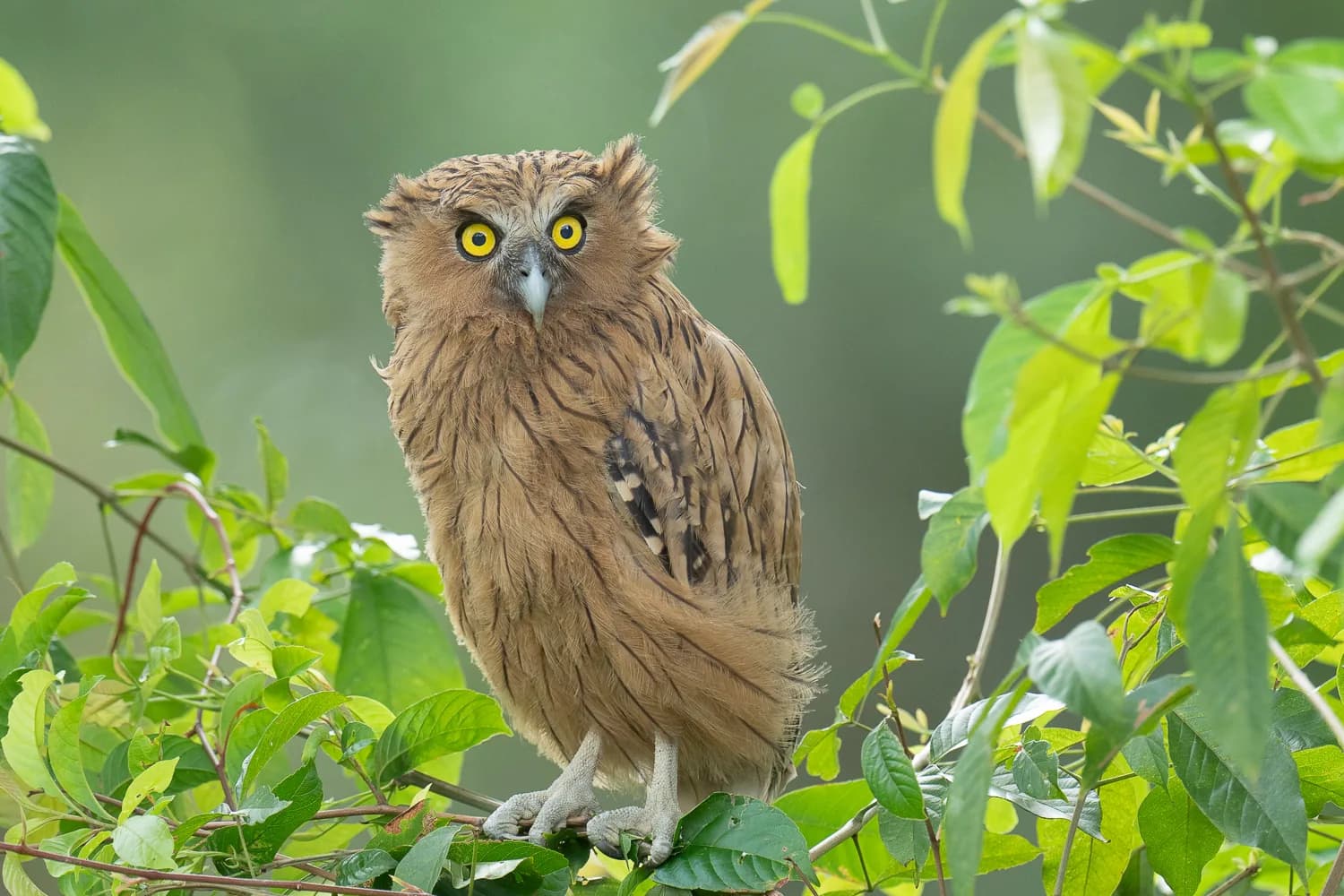 Buffy fish owl