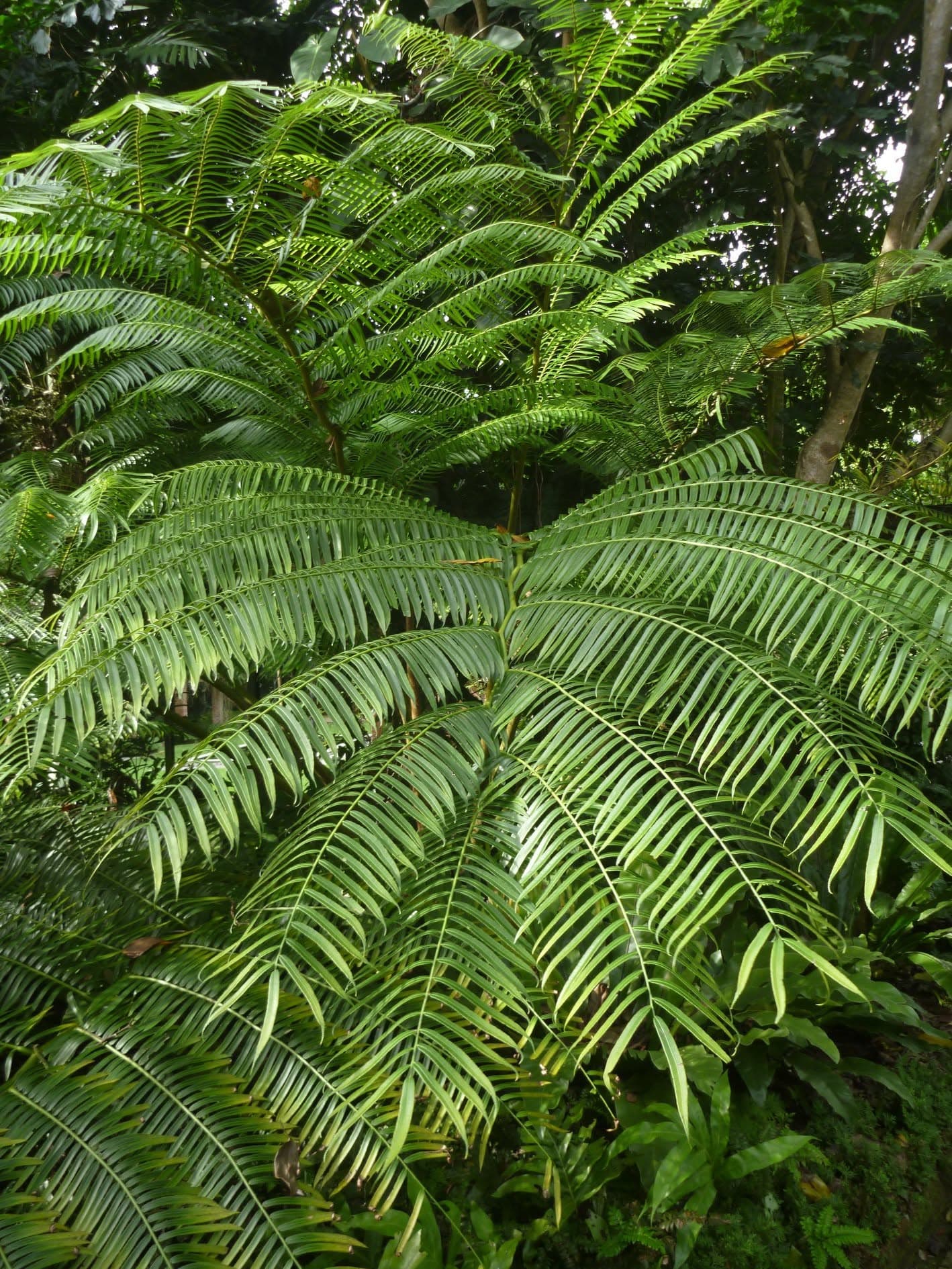 Giant fern (paku gajah)