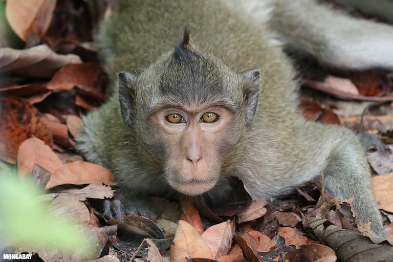 Long-tailed macaque