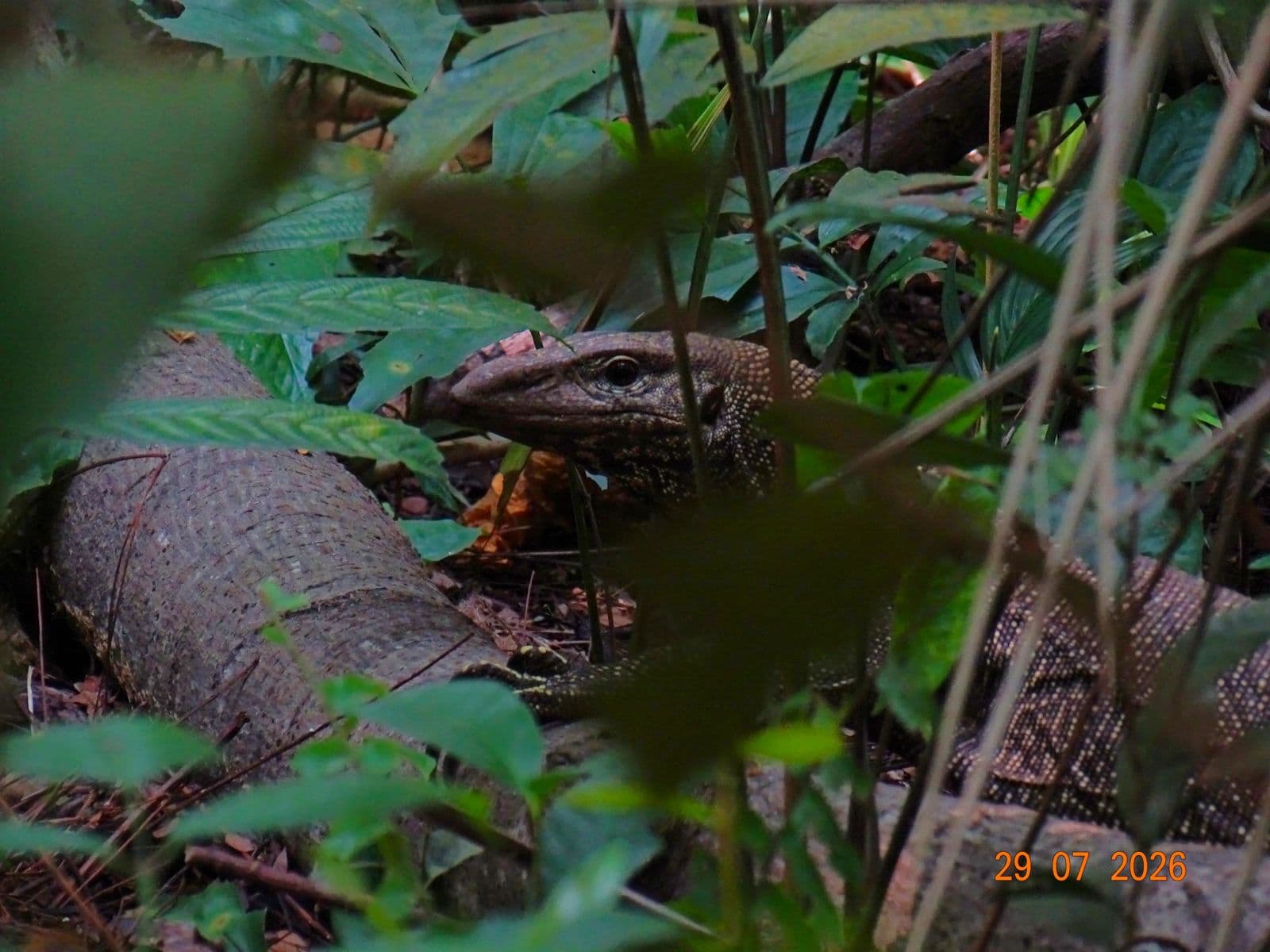 Malayan water monitor