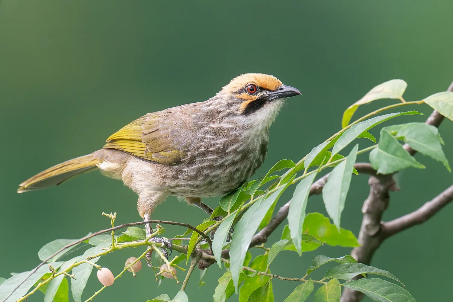 Straw-headed bulbul
